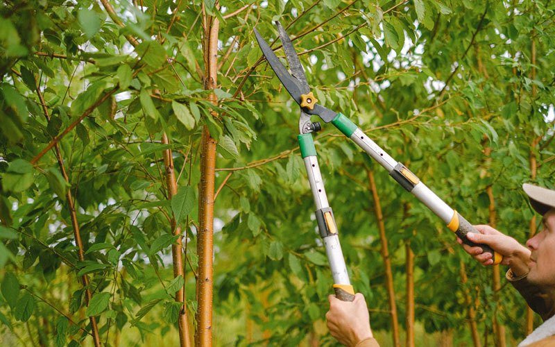 Tree trimming in Ivydale, WV