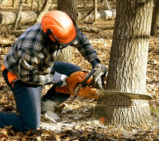 Tree Removal in Ivydale, WV